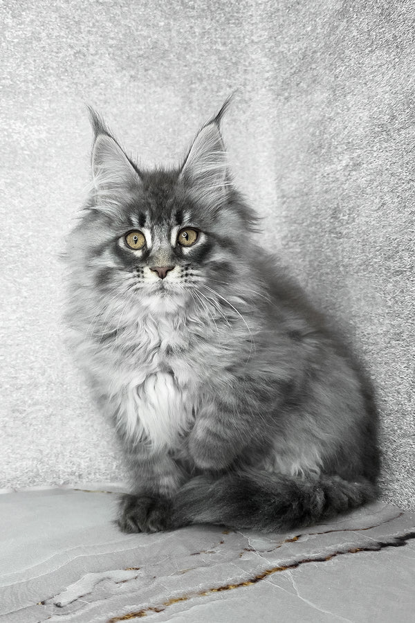 Fluffy | Maine Coon Kitten