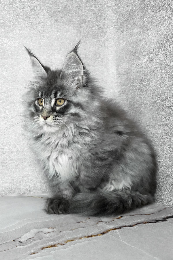 Fluffy | Maine Coon Kitten