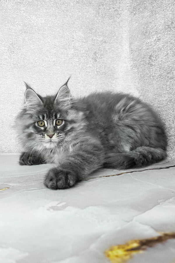 Fluffy | Maine Coon Kitten