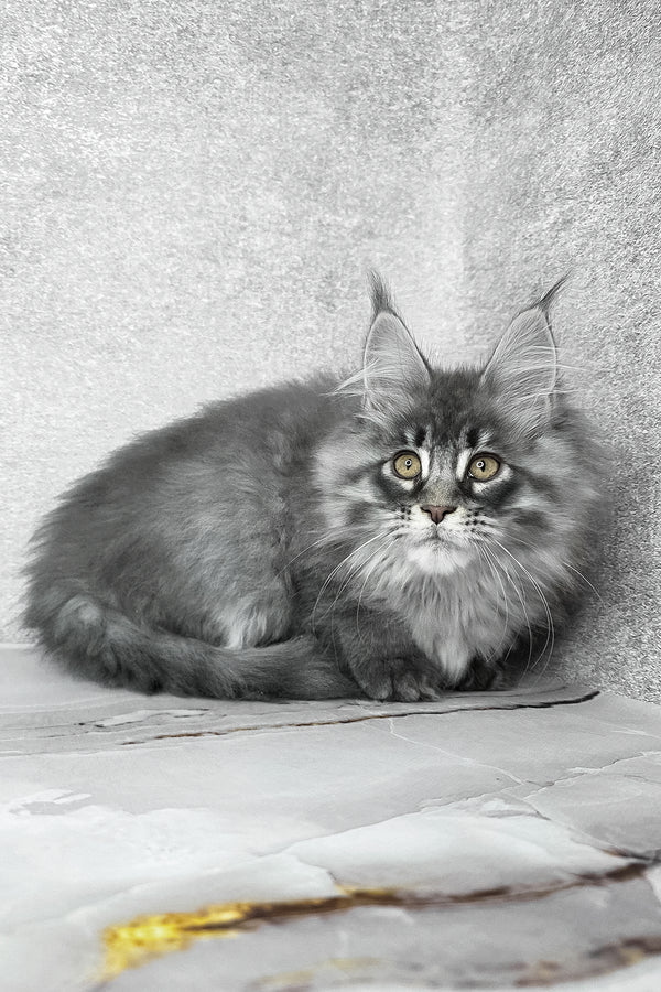 Fluffy | Maine Coon Kitten