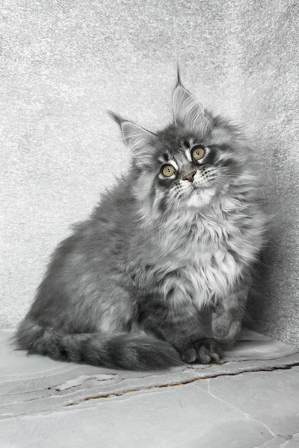 Fluffy | Maine Coon Kitten