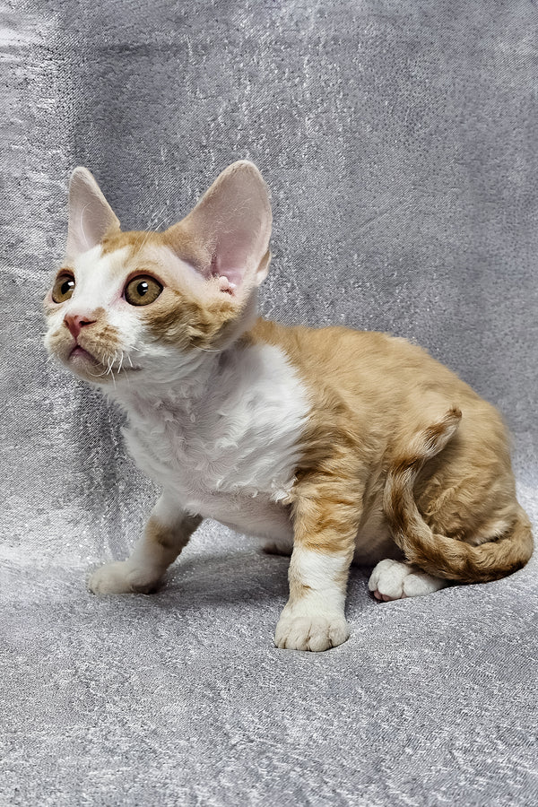 Frank | Devon Rex Kitten