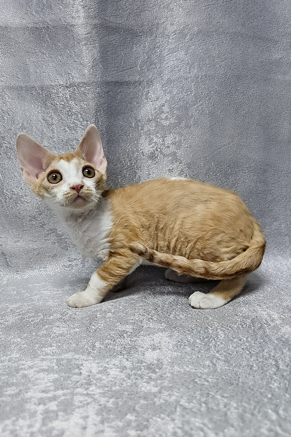 Frank | Devon Rex Kitten