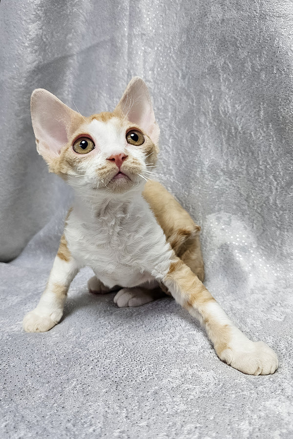 Frank | Devon Rex Kitten