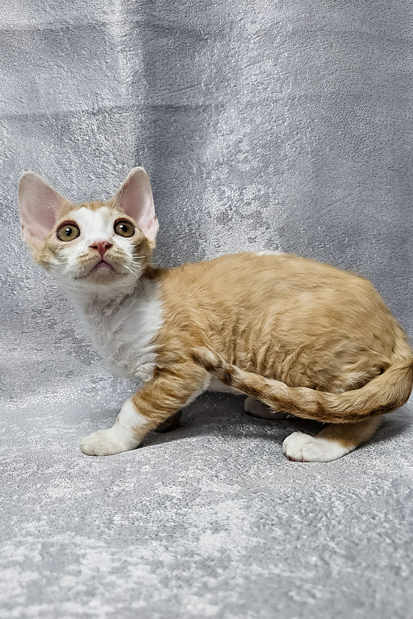 Frank | Devon Rex Kitten