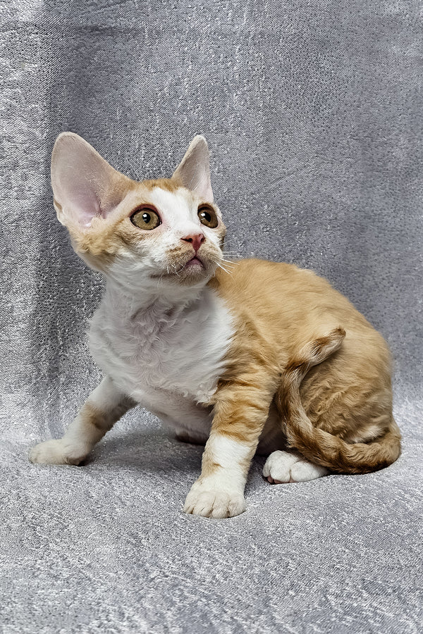 Frank | Devon Rex Kitten