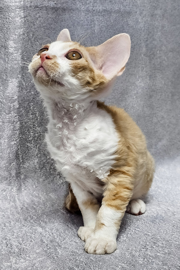 Frank | Devon Rex Kitten