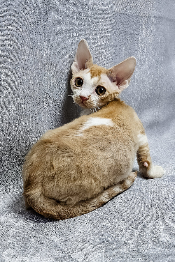 Frank | Devon Rex Kitten