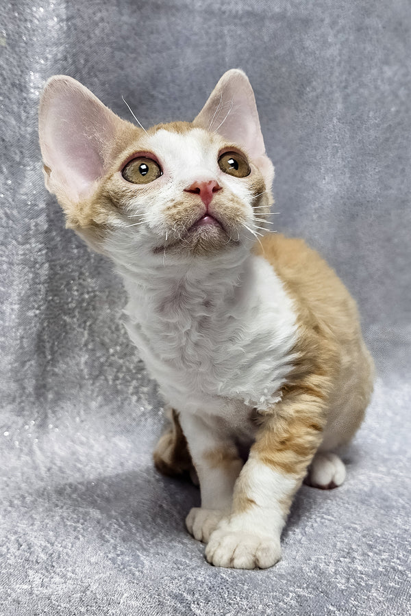 Frank | Devon Rex Kitten