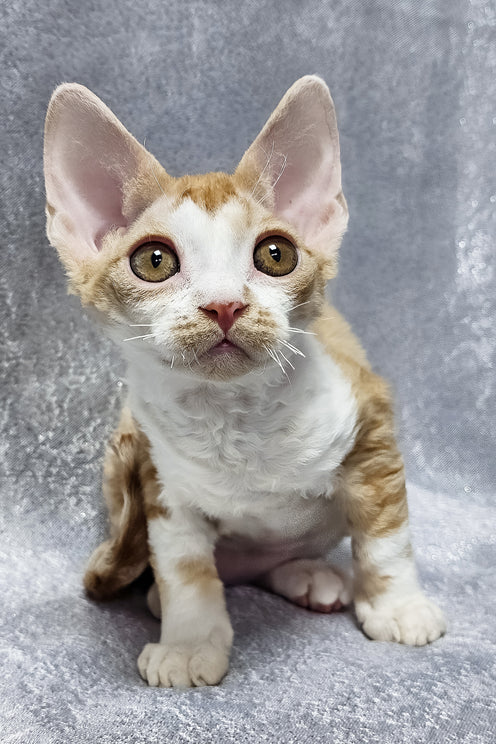 Frank | Devon Rex Kitten
