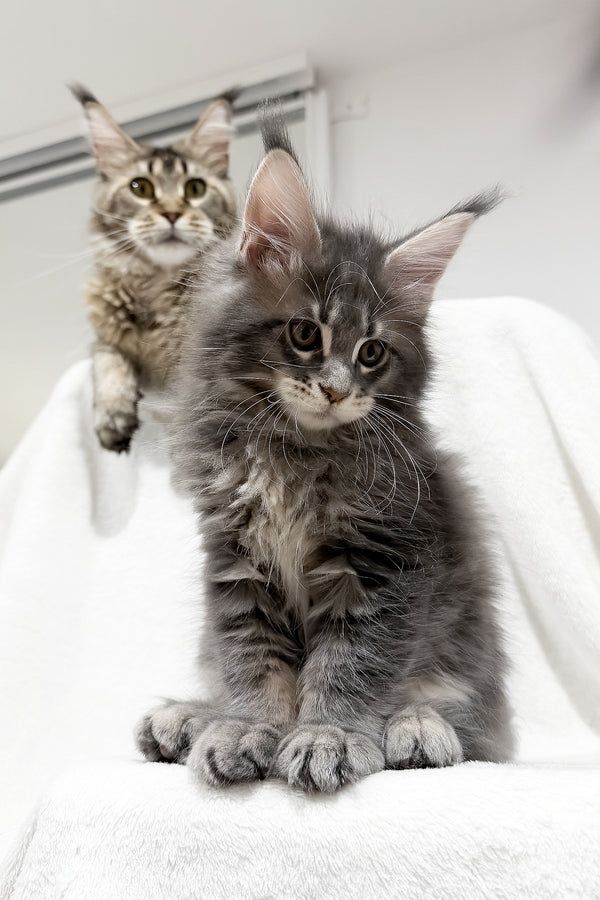 Franky | Maine Coon Kitten