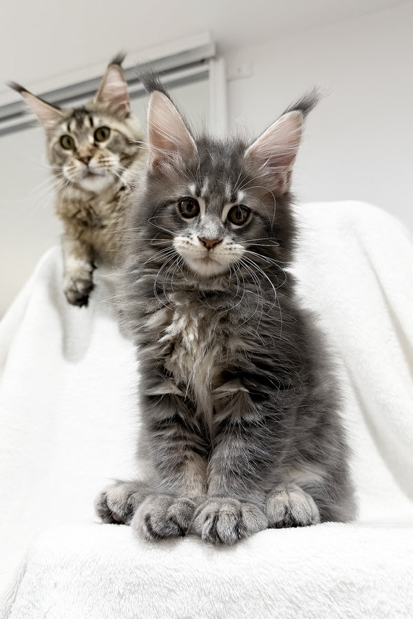 Franky | Maine Coon Kitten
