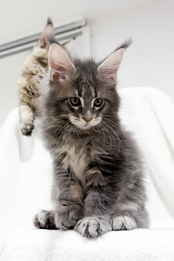 Franky | Maine Coon Kitten