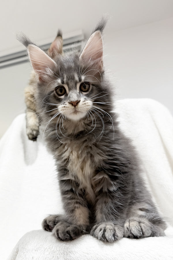 Franky | Maine Coon Kitten