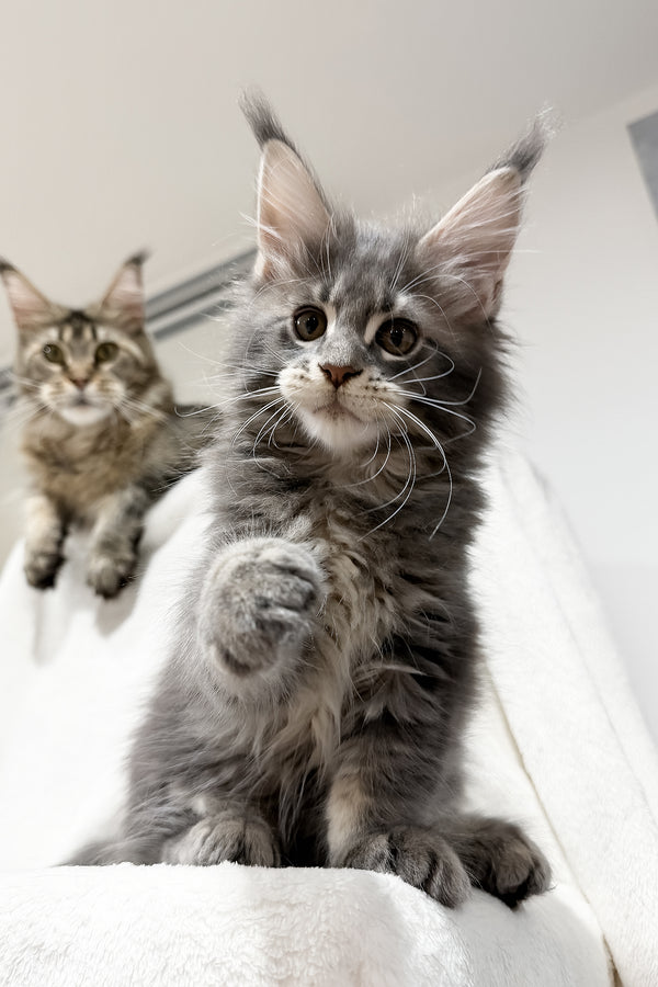 Franky | Maine Coon Kitten