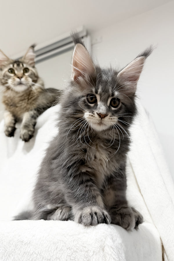 Franky | Maine Coon Kitten