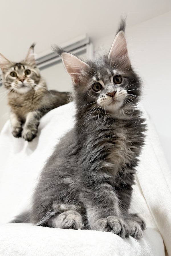 Franky | Maine Coon Kitten