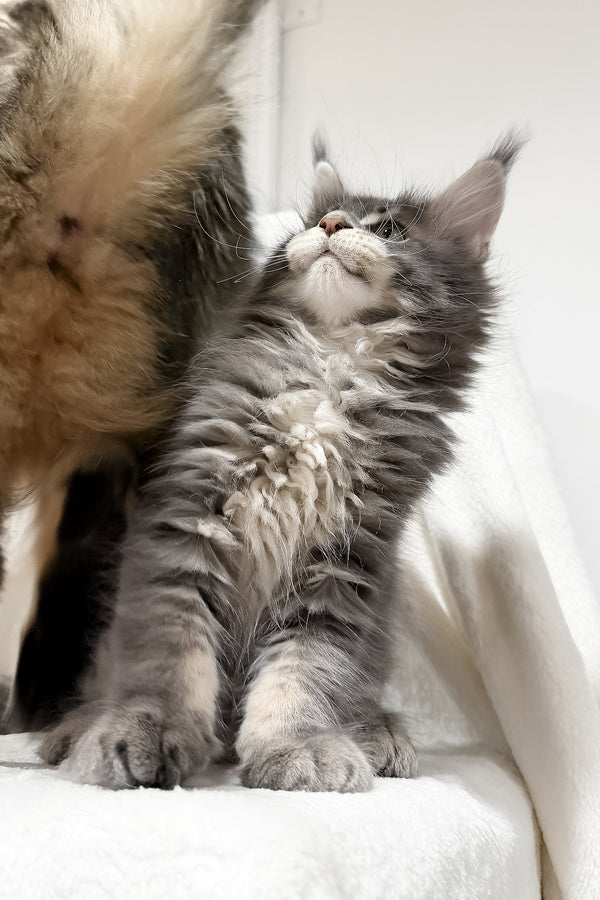 Franky | Maine Coon Kitten