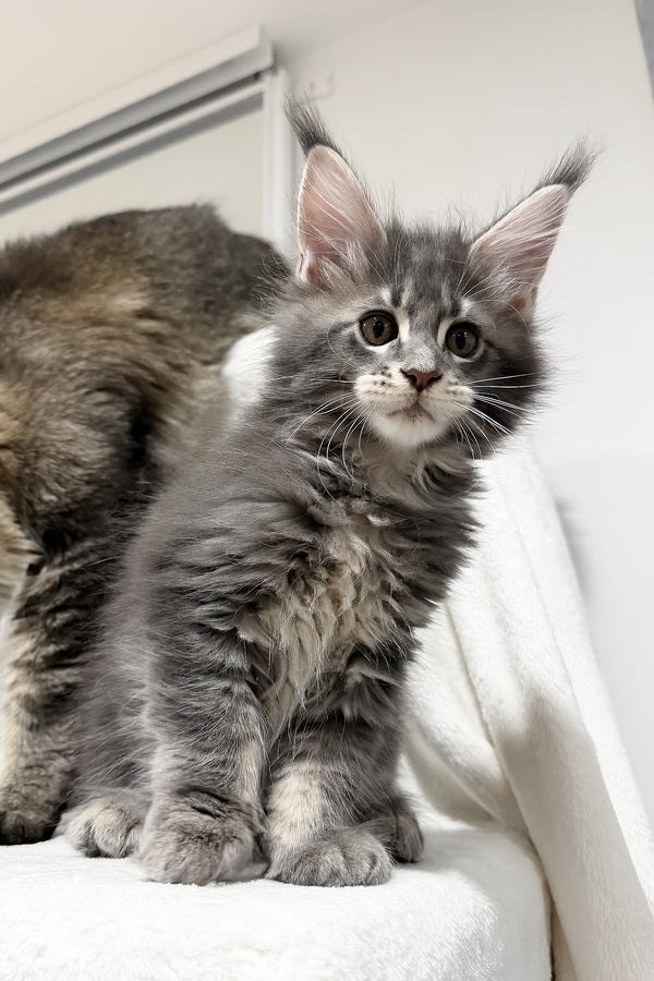 Franky | Maine Coon Kitten