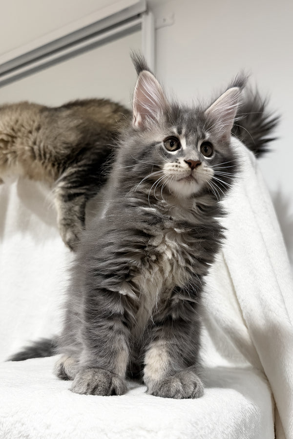 Franky | Maine Coon Kitten