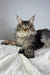 Fred | Polydactyl Maine Coon Kitten