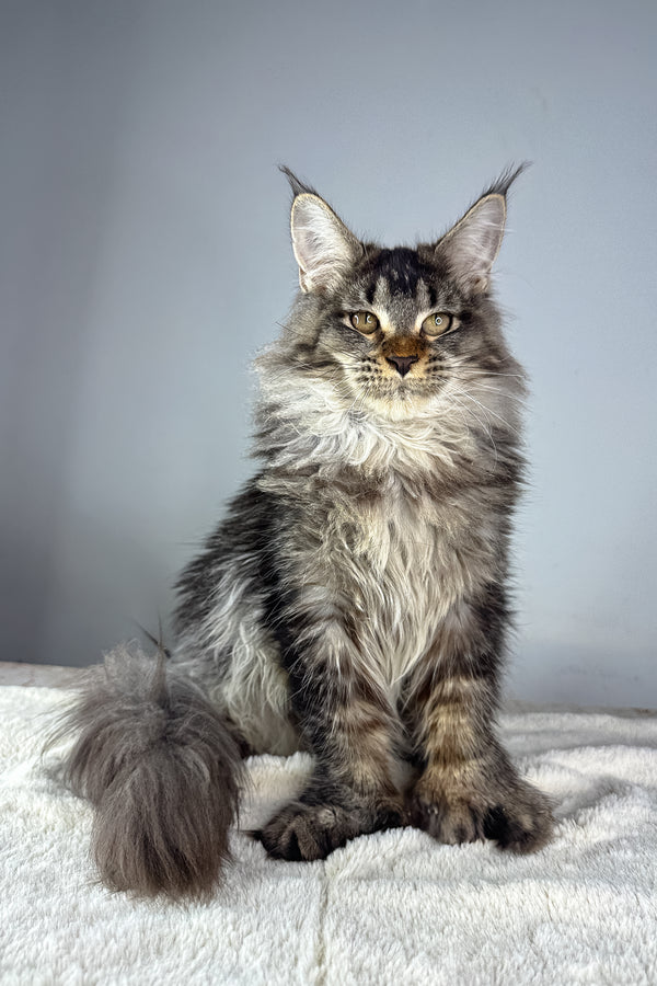 Fred | Polydactyl Maine Coon Kitten