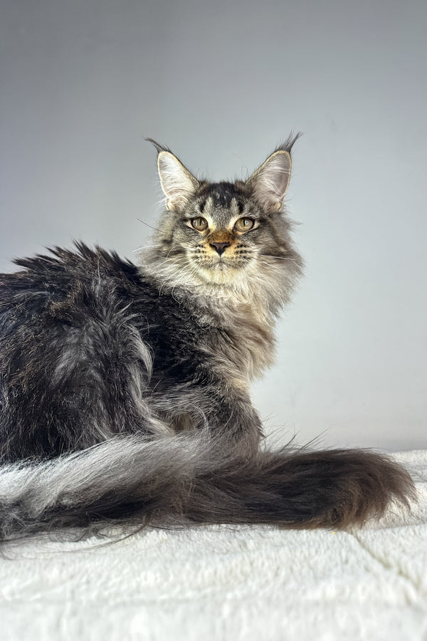 Fred | Polydactyl Maine Coon Kitten