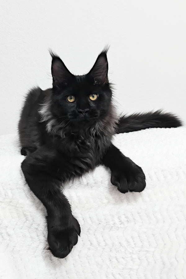 Fred | Polydactyl Maine Coon Kitten