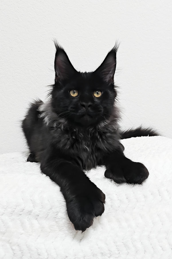 Fred | Polydactyl Maine Coon Kitten