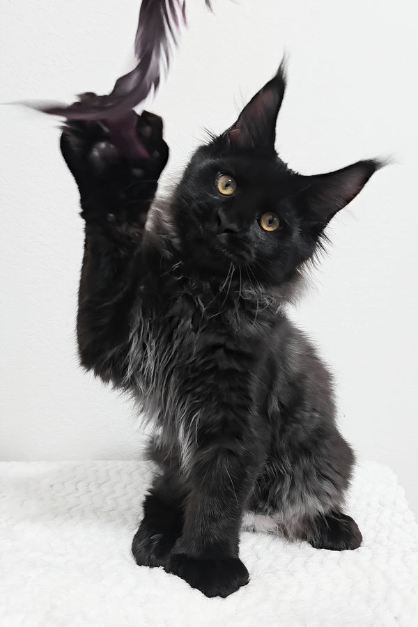 Fred | Polydactyl Maine Coon Kitten