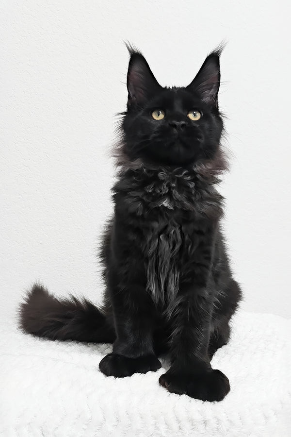 Fred | Polydactyl Maine Coon Kitten