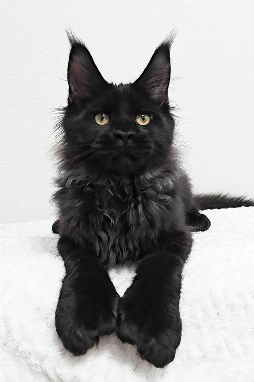 Fred | Polydactyl Maine Coon Kitten