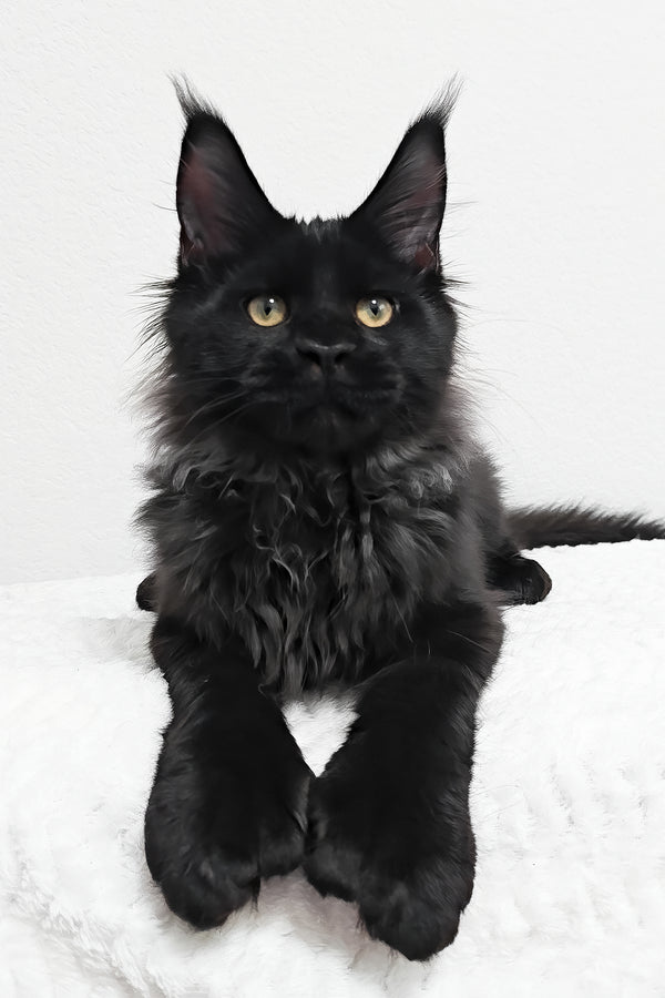 Fred | Polydactyl Maine Coon Kitten