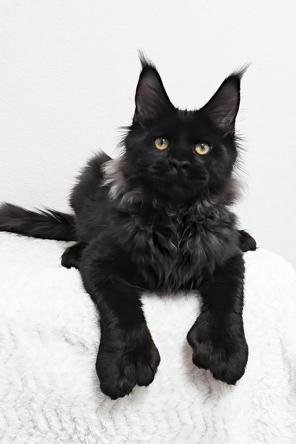 Fred | Polydactyl Maine Coon Kitten