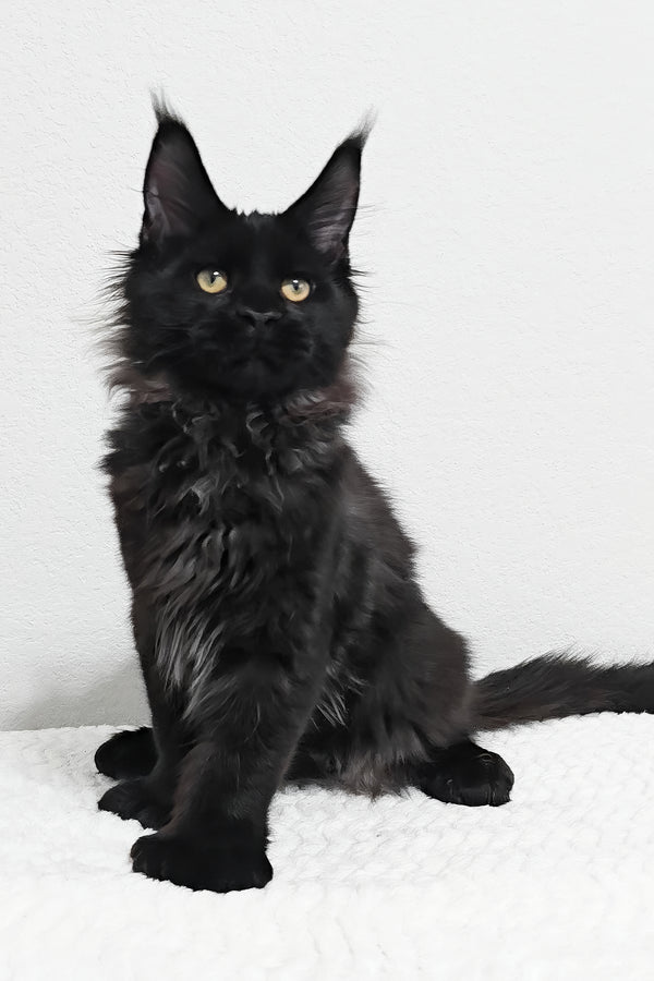 Fred | Polydactyl Maine Coon Kitten
