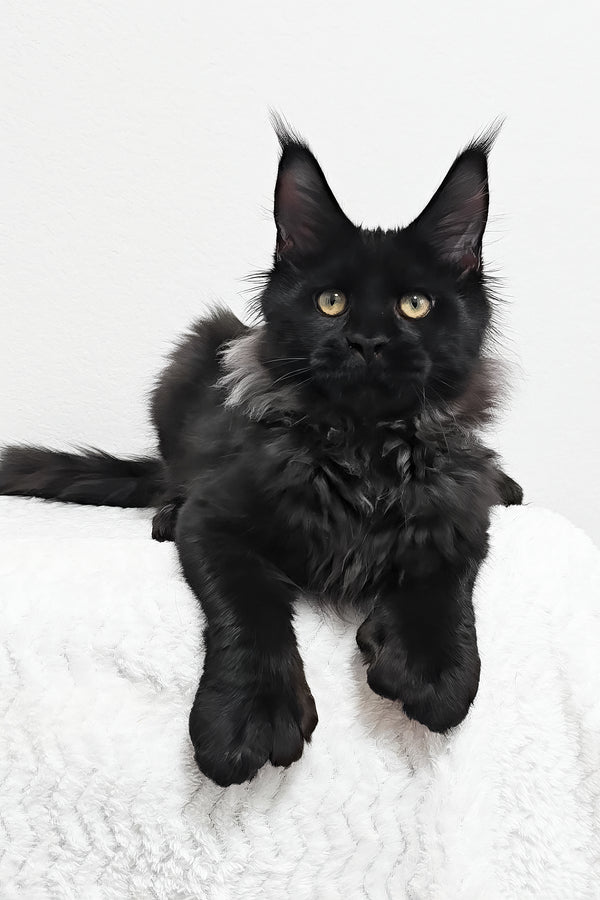 Fred | Polydactyl Maine Coon Kitten