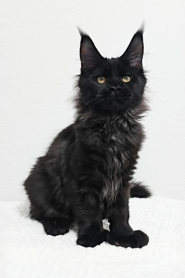 Fred | Polydactyl Maine Coon Kitten