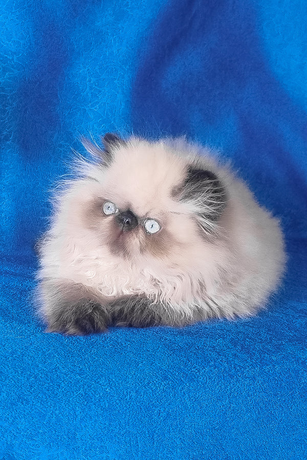 Freddie | Persian Kitten