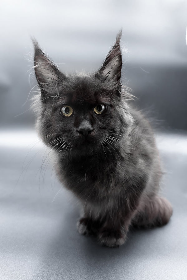 Freya | Maine Coon Kitten