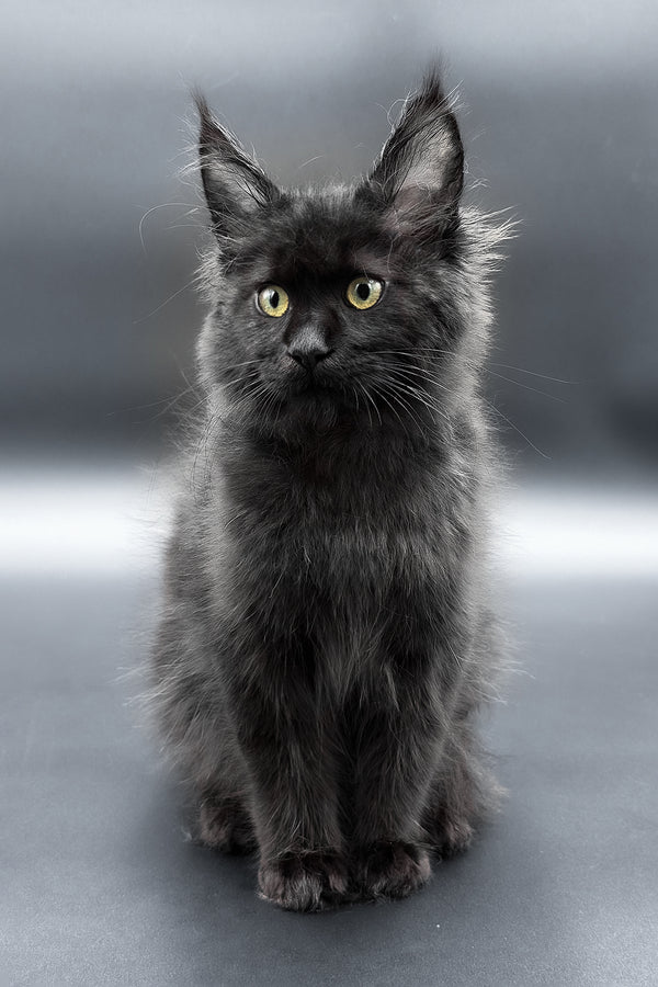 Freya | Maine Coon Kitten