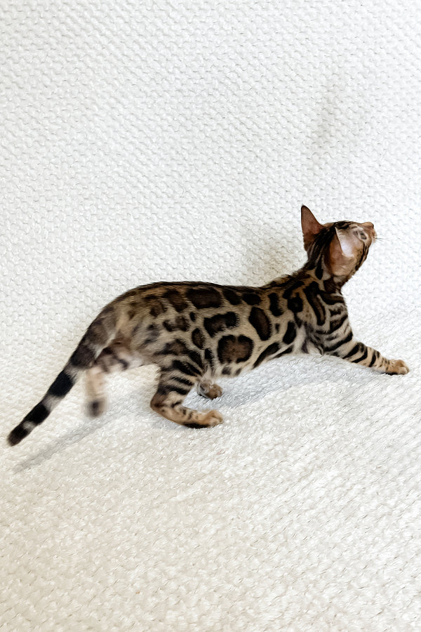 Freya | Bengal Kitten
