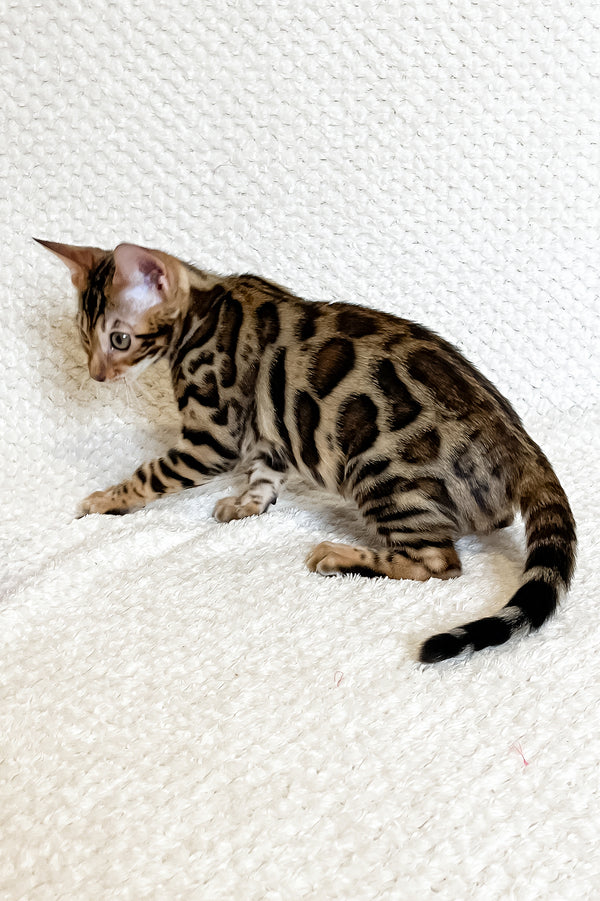 Freya | Bengal Kitten