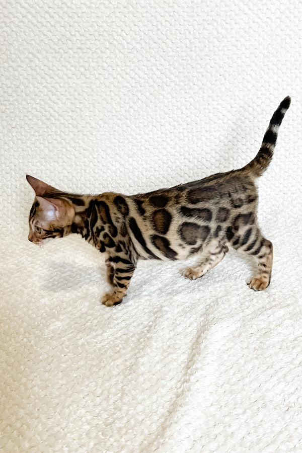 Freya | Bengal Kitten