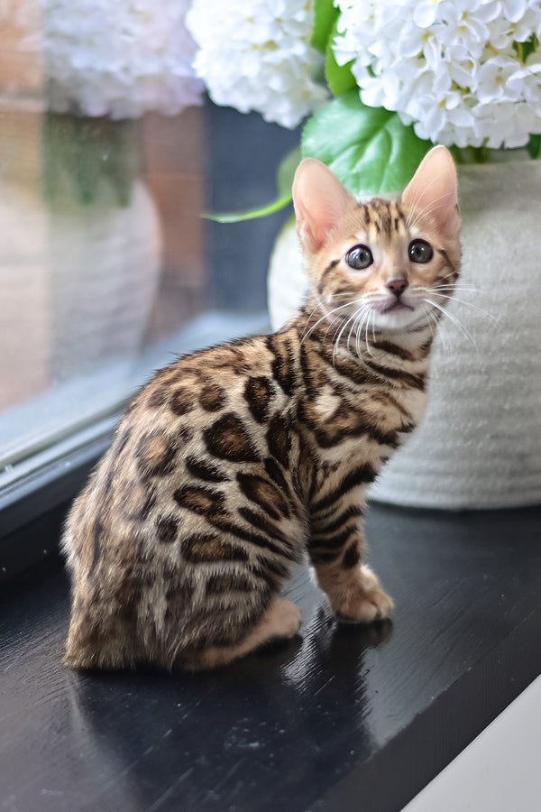 Freya | Bengal Kitten