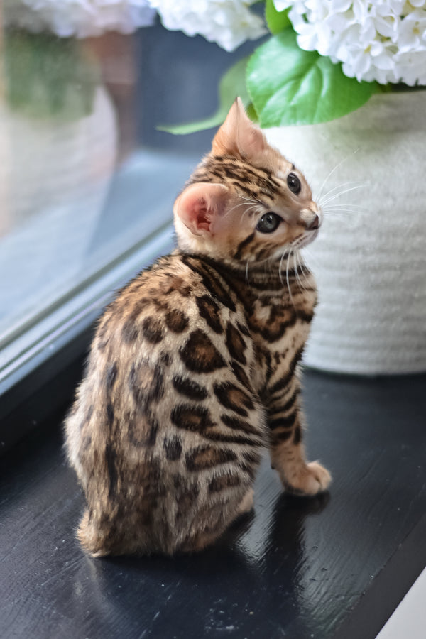Freya | Bengal Kitten
