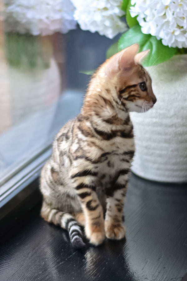 Freya | Bengal Kitten