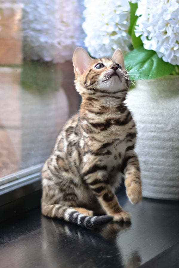 Freya | Bengal Kitten