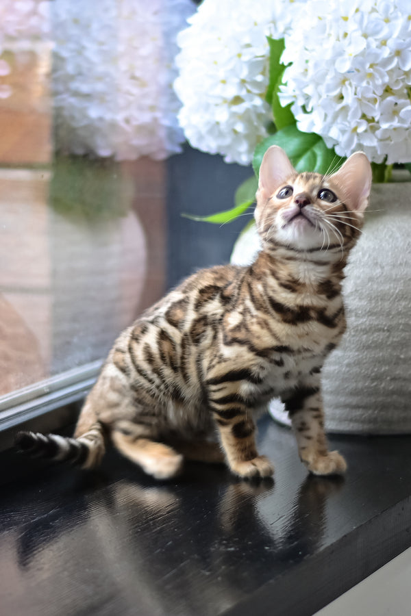 Freya | Bengal Kitten
