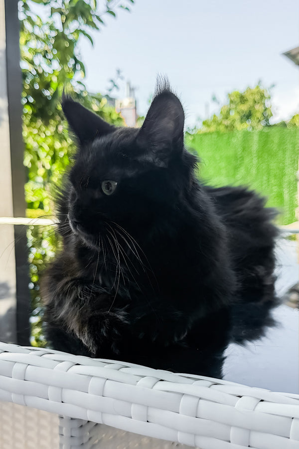 Freya | Maine Coon Kitten