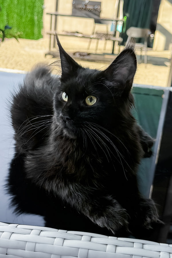 Freya | Maine Coon Kitten